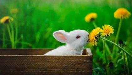 开云体育充值-线上直播互动，粉丝如何成为“主播”？，主播怎么做粉丝活动